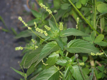 Mercurialis annua